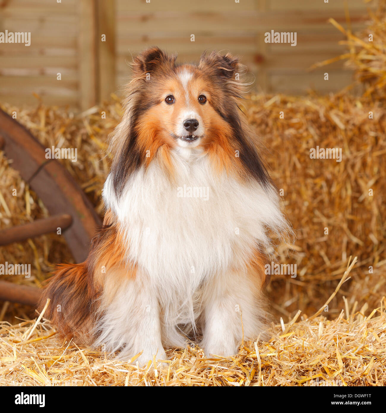 Sheltie, sable-white, 11 years old / Shetland Sheepdog Stock Photo