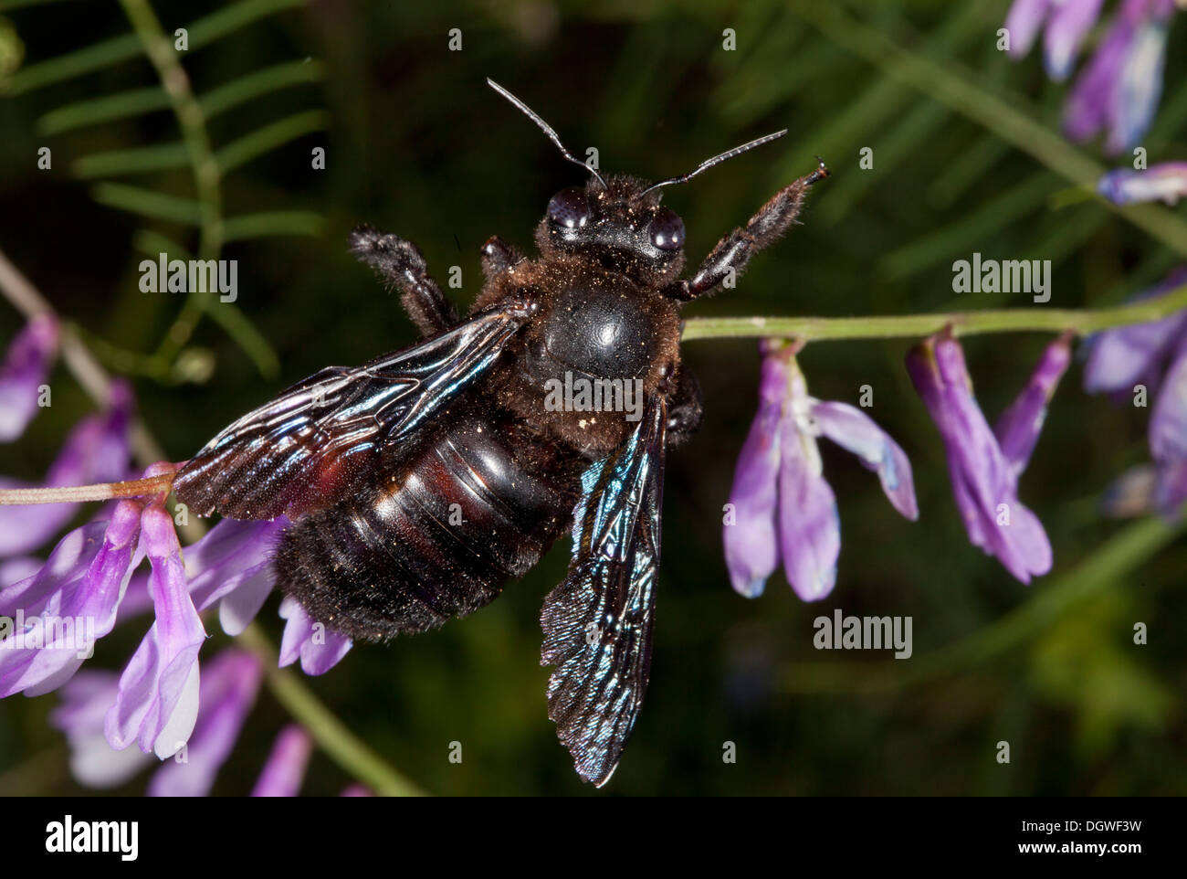 Violet Carpenter-bee, Xylocopa violacea, feeding on vetch. Bulgaria. Stock Photo
