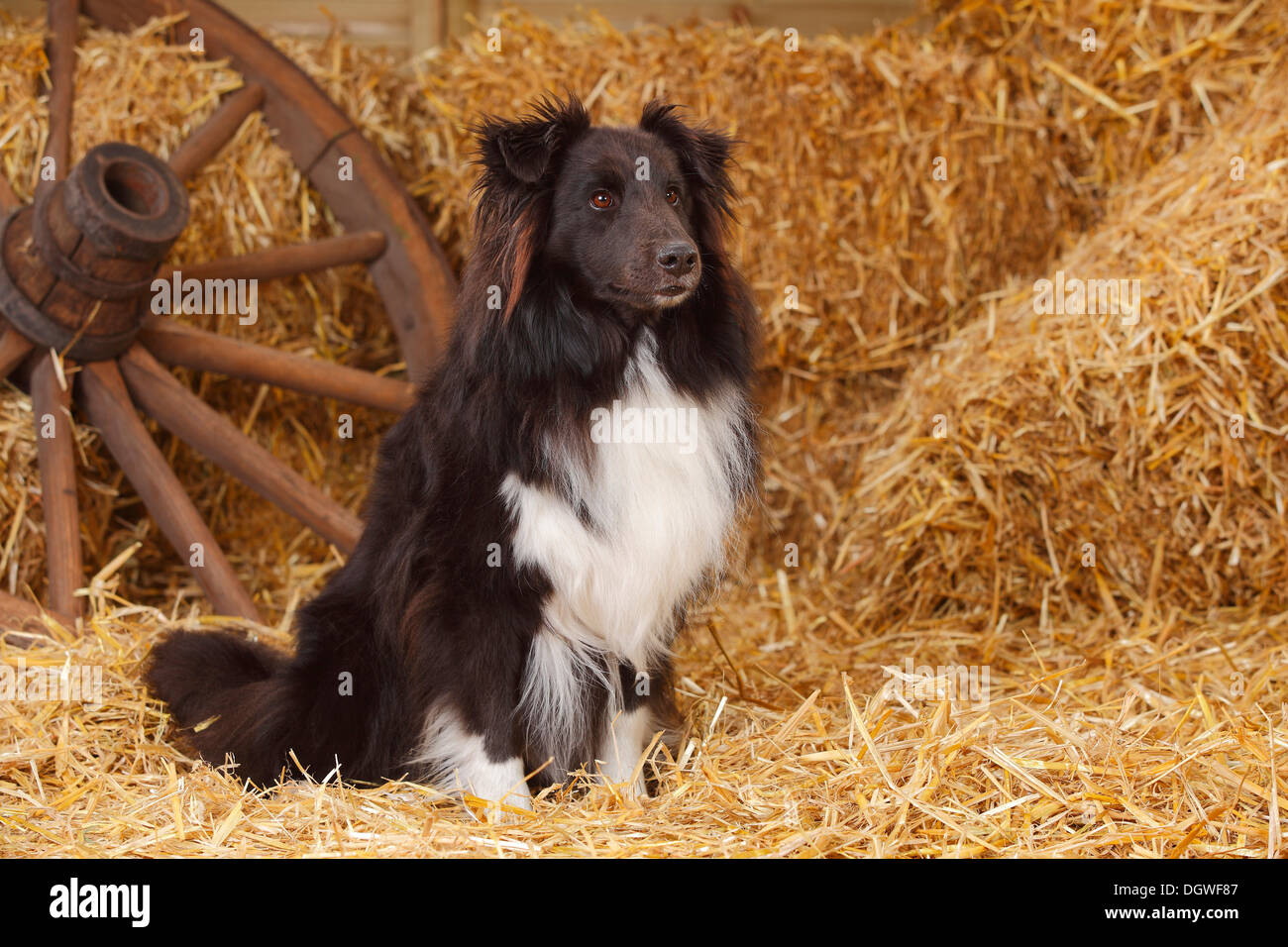 Sheltie, black-and-white / Shetland Sheepdog |Sheltie, Ruede, schwarz-weiss / Shetland Sheepdog, alter Hund Stock Photo