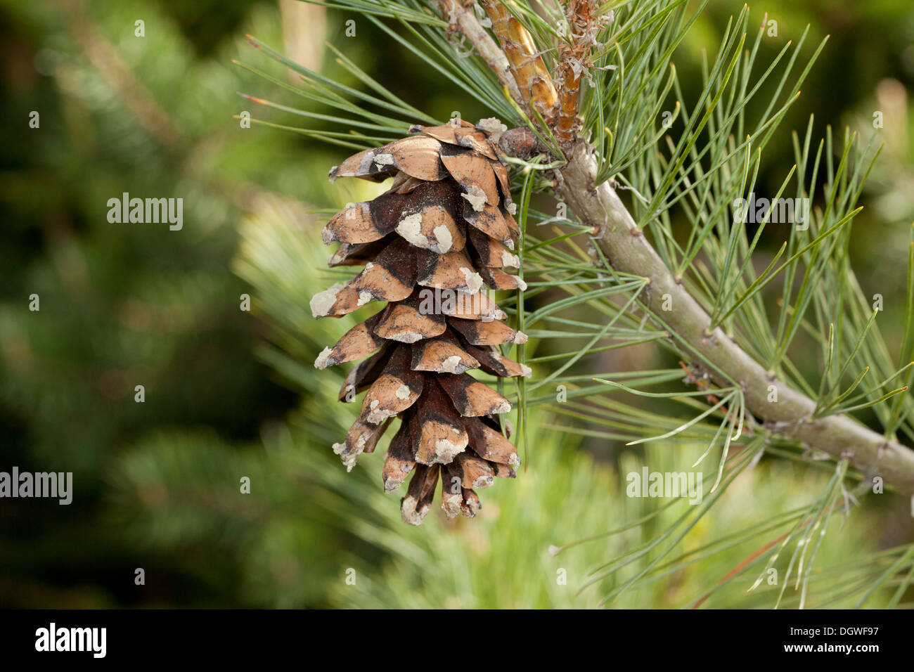 Female Cone of Macedonian Pine / Balkan Pine, Pinus peuce, in the Rila mountains, Bulgaria. Stock Photo