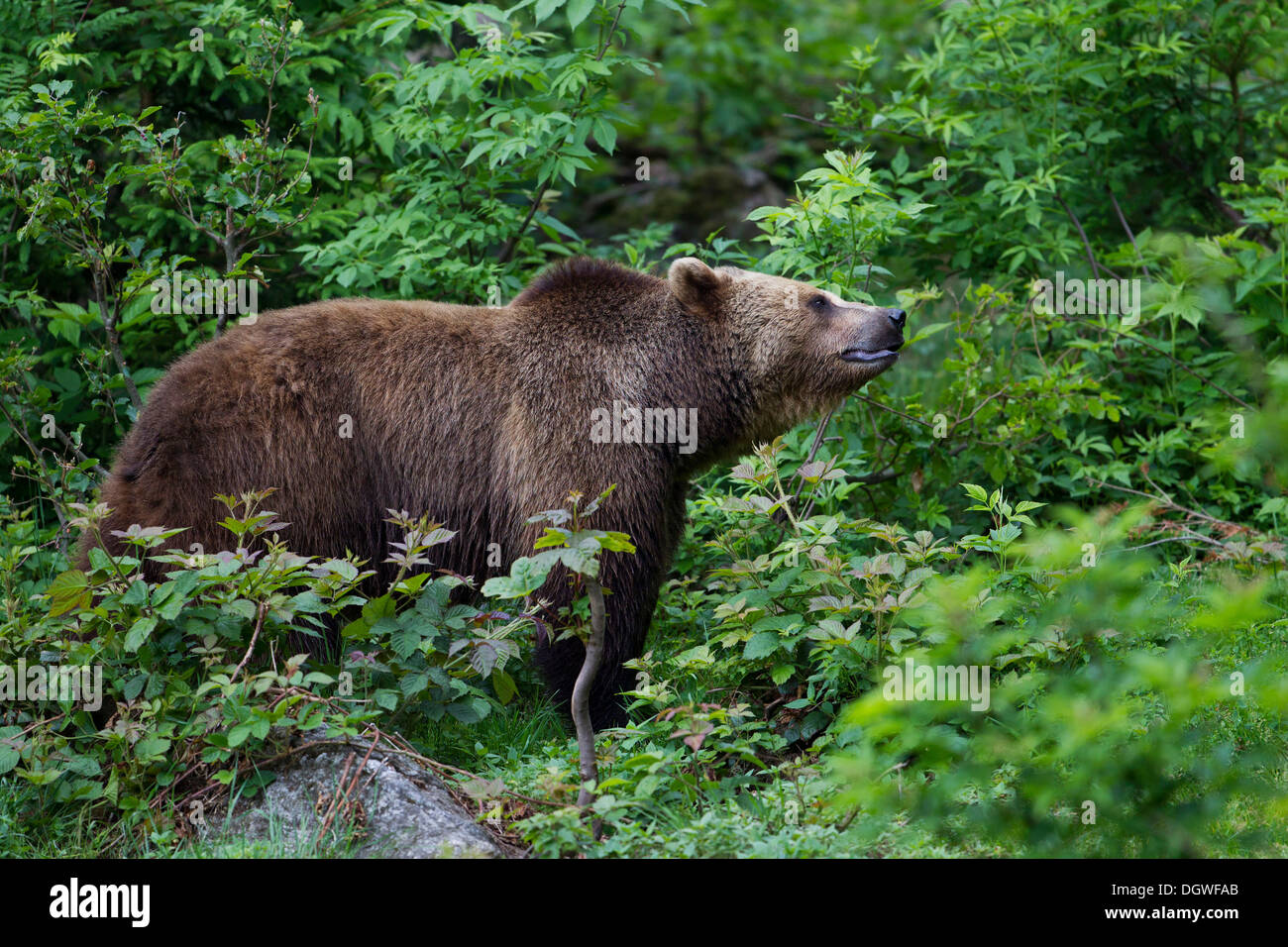 Brown Bear (Ursus arctos), Bavarian Forest National Park game reserve ...