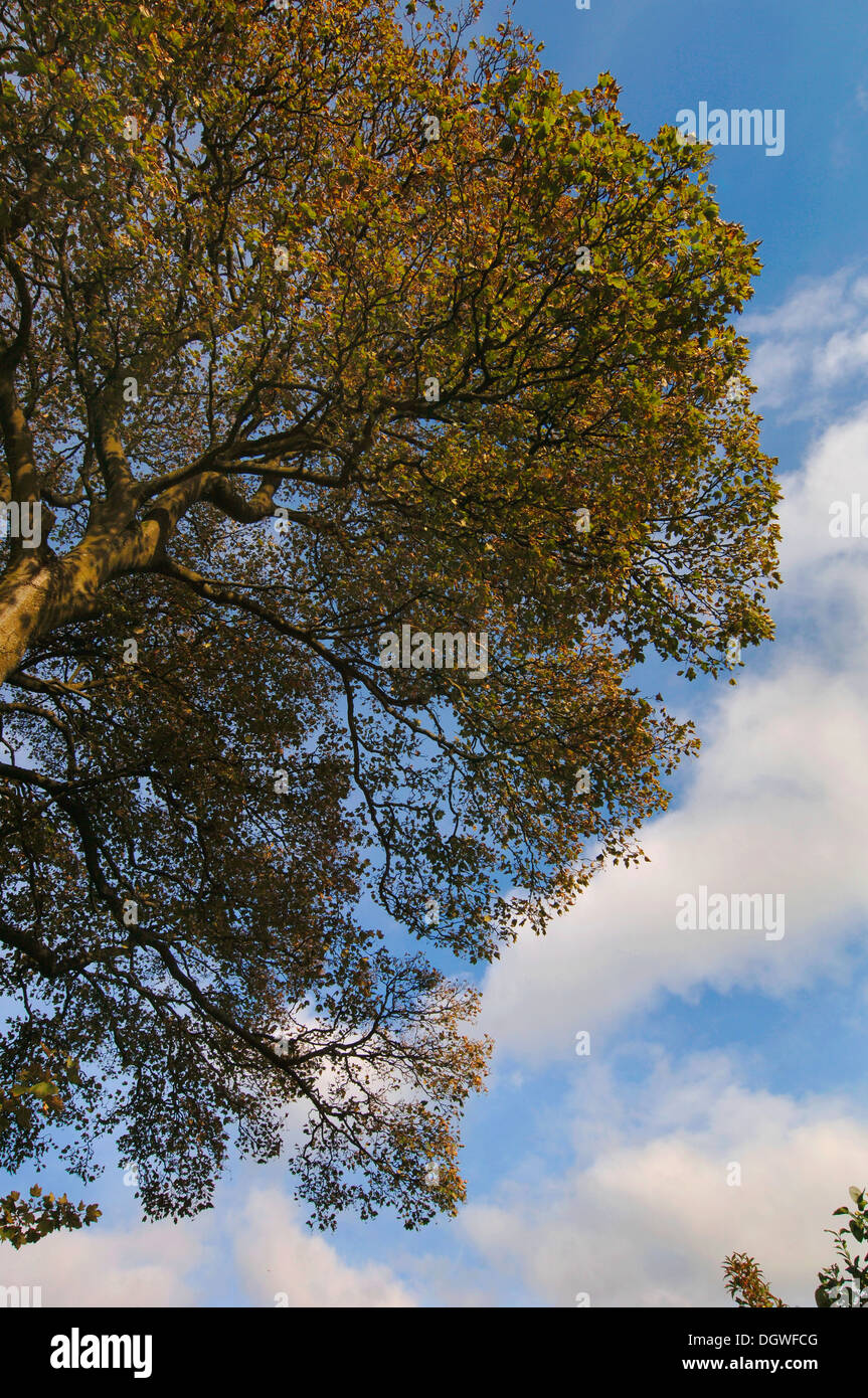 Leaves Of A Tree Changing Color As The Season Changes To Autumn (Fall) Stock Photo