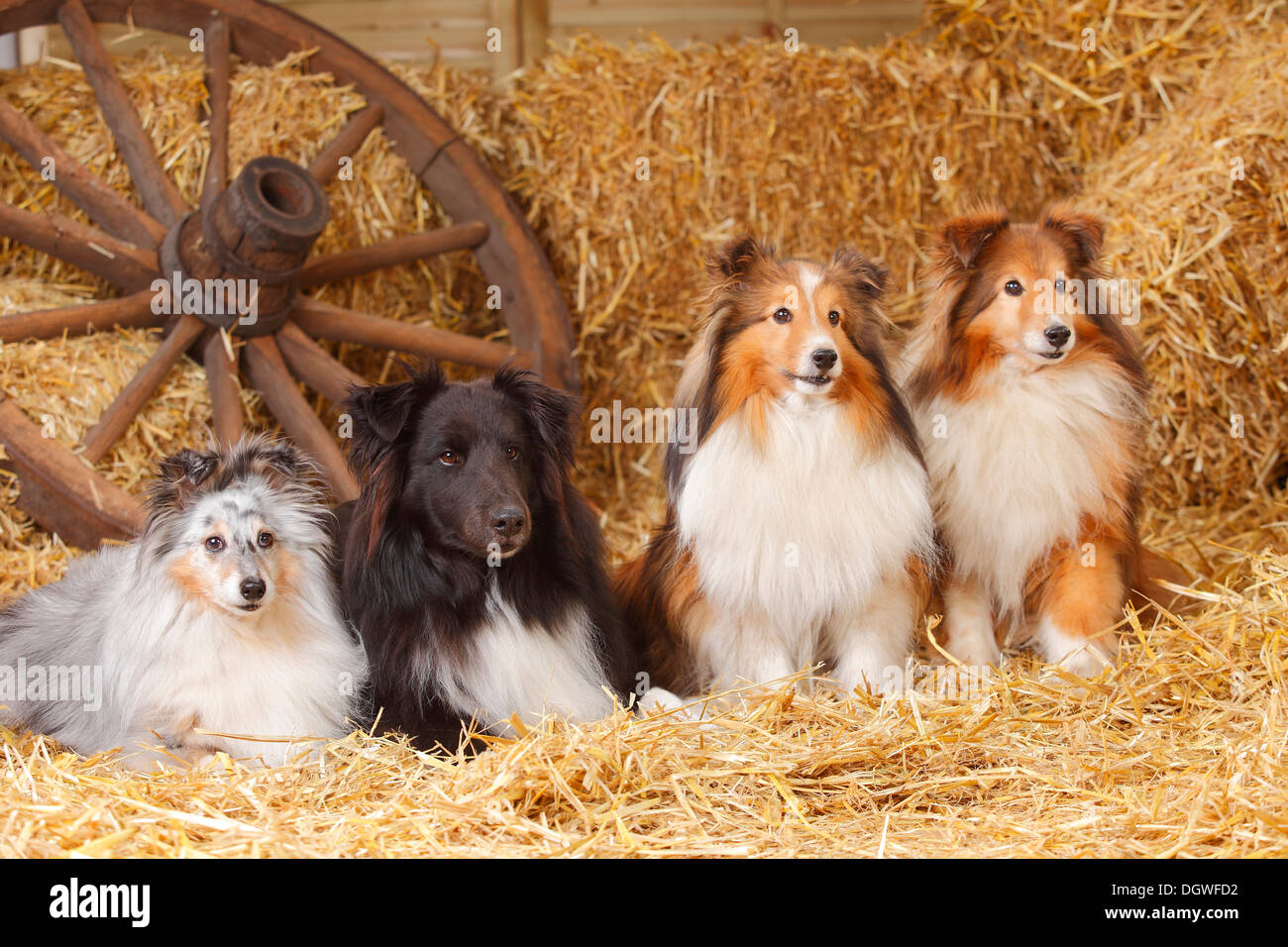 Sheltie, blue-merle, sable-white and black-and-white / Shetland Sheepdog Stock Photo