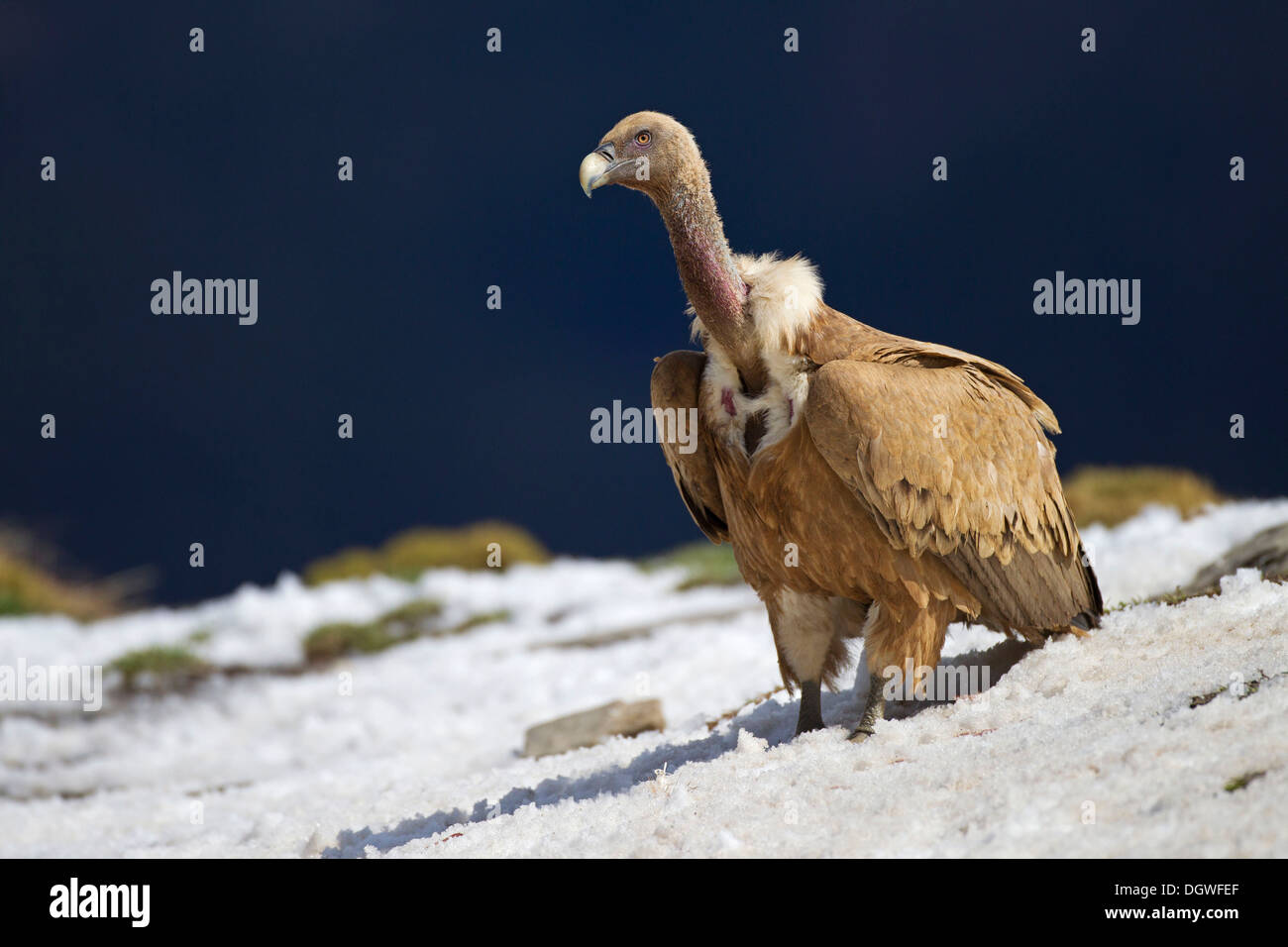 Griffon Vulture (Gyps fulvus), Pyrenees, Aragon, Spain Stock Photo
