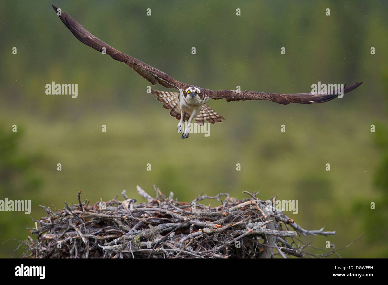 Osprey or Sea Hawk (Pandion haliaetus) in flight above an aerie, Kajaani sub-region, Finland Stock Photo