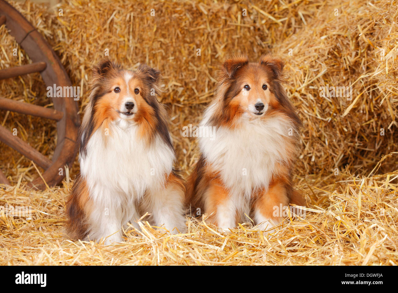 Sheltie, sable-white, 11 years old, 12 years old / Shetland Sheepdog Stock Photo