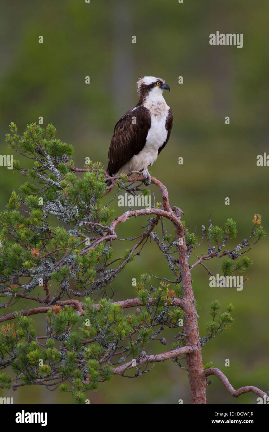 Osprey or Sea Hawk (Pandion haliaetus), Kajaani sub-region, Finland Stock Photo