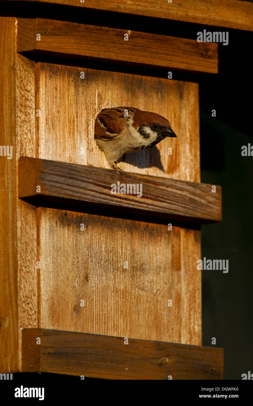 Tree Sparrow (Passer montanus) in a nest box, Potsdam, Brandenburg, Germany Stock Photo