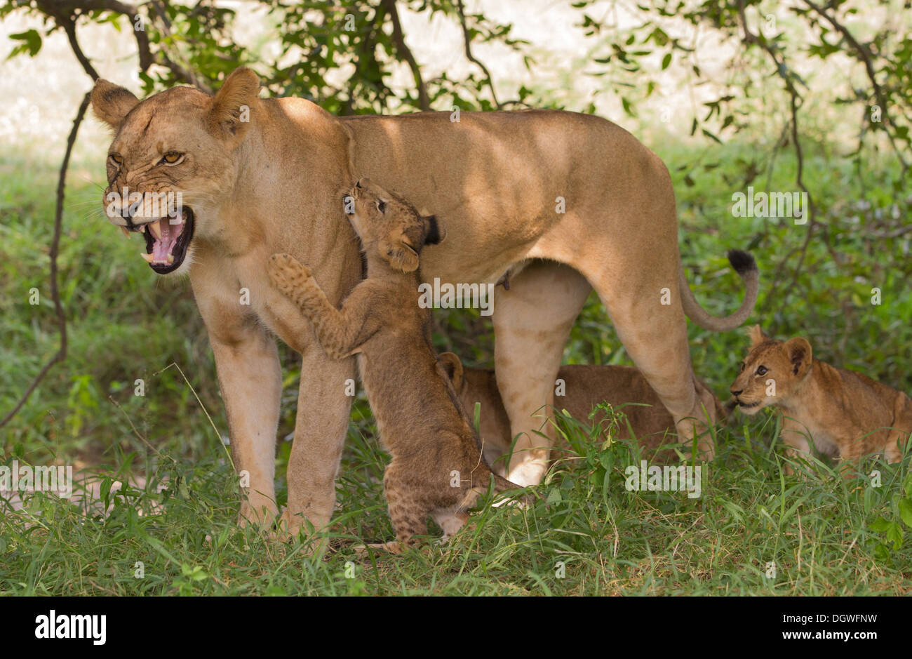 Playful lioness panthera leo hi-res stock photography and images - Alamy