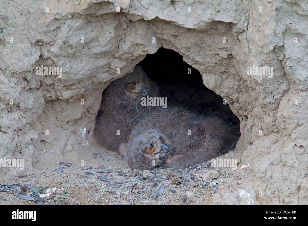 Eagle Owls (Bubo bubo), chicks at their breeding ground in a mud wall, North Bulgaria, Bulgaria Stock Photo