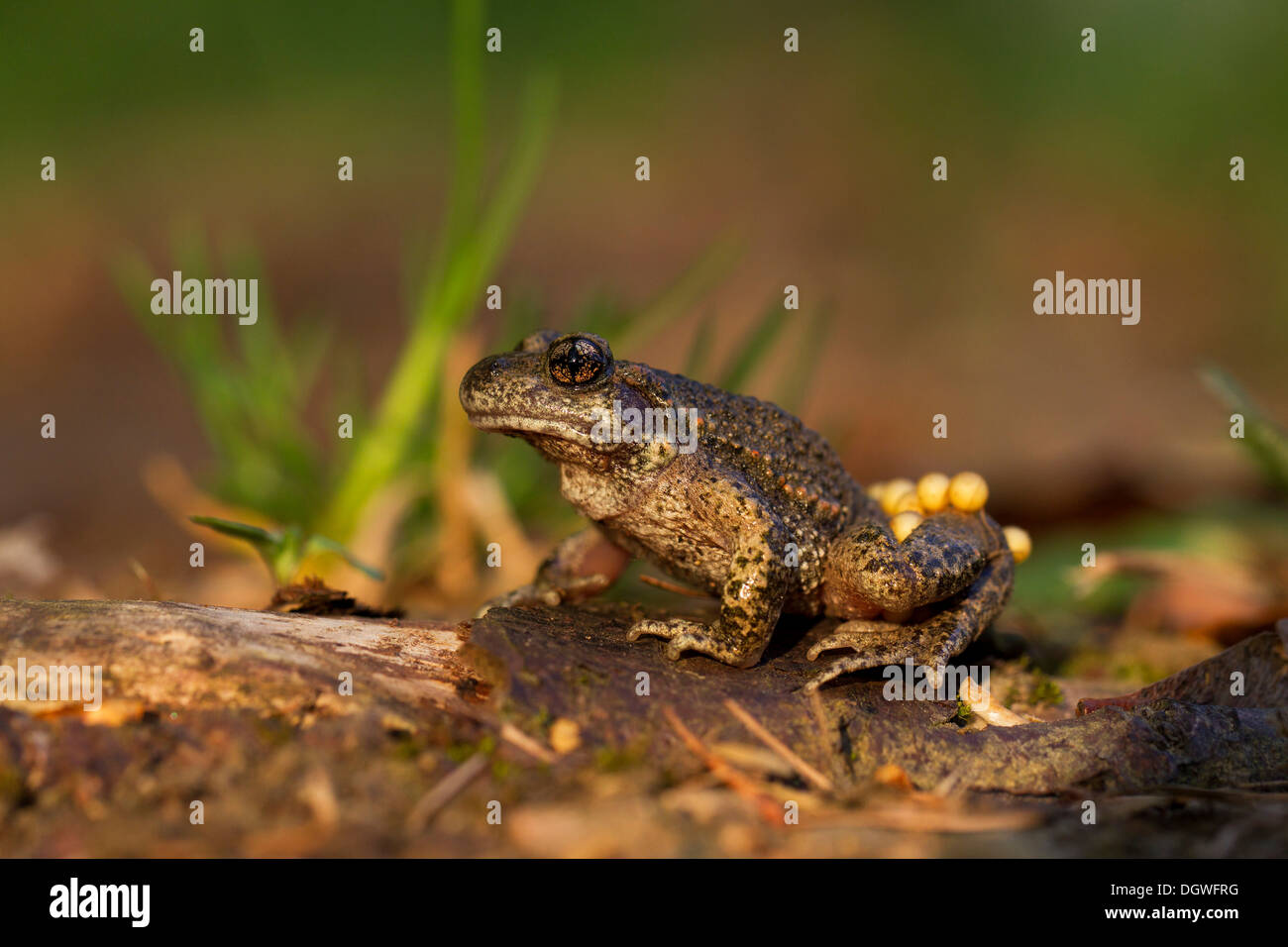 Alytes Obstetricans High Resolution Stock Photography and Images - Alamy