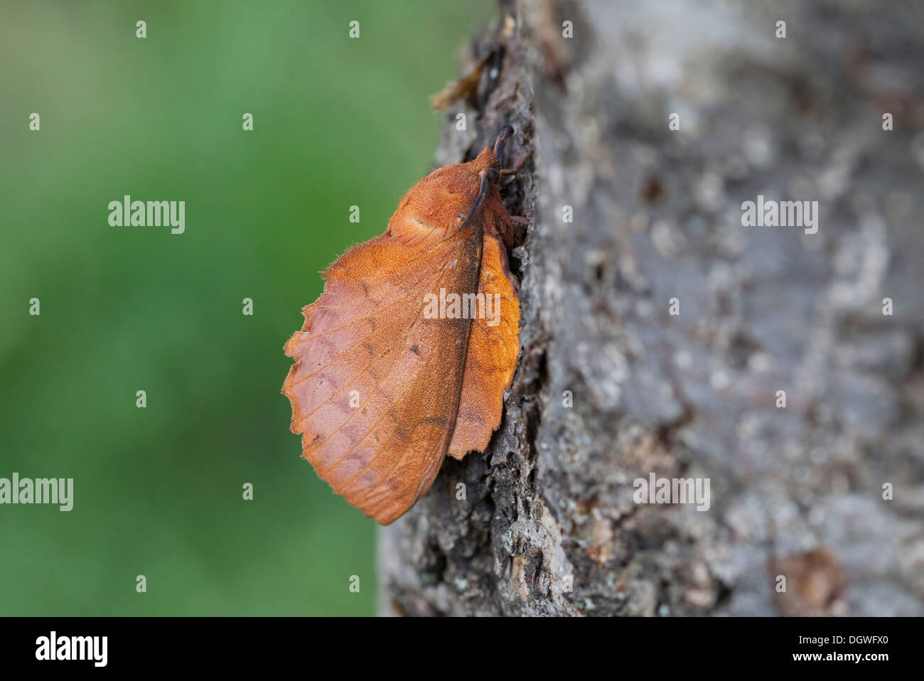 Lappet Moth (Gastro quercifolia), North Bulgaria, Bulgaria Stock Photo
