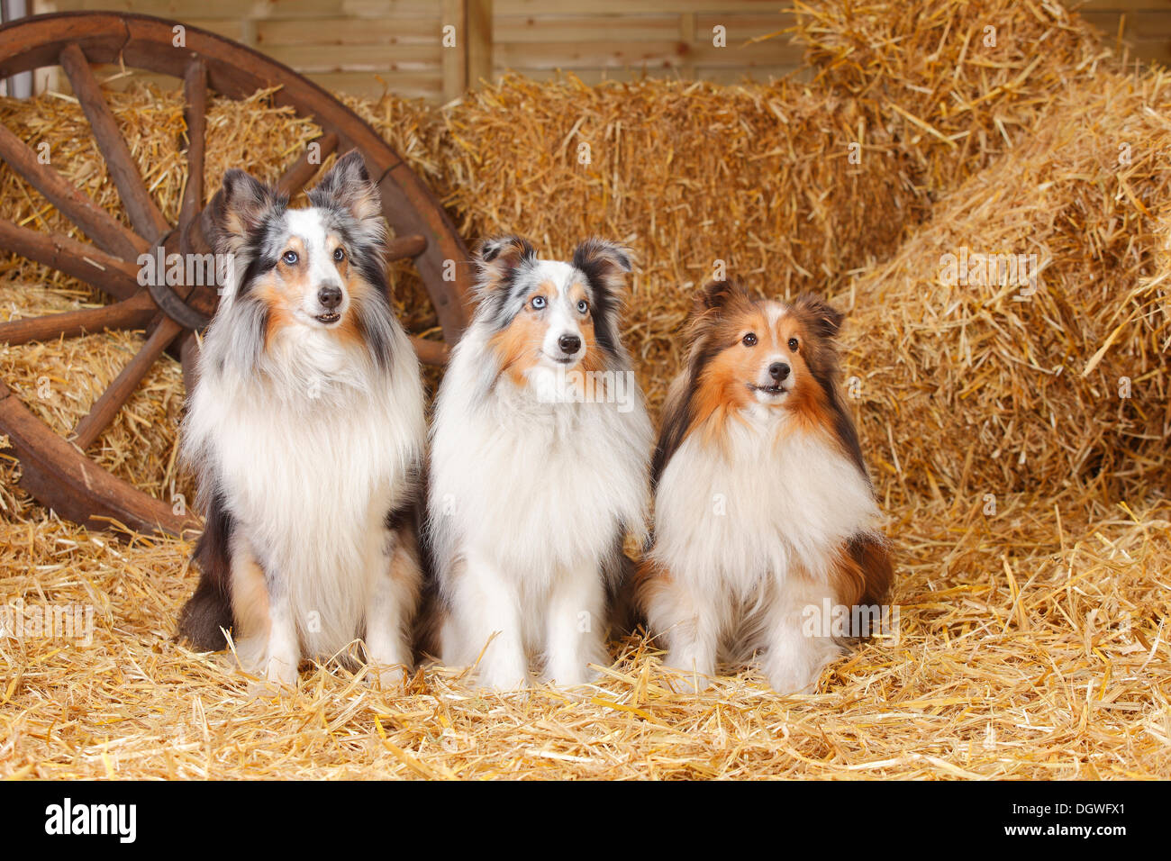 Shelties, blue-merle and sable-white / Shetland Sheepdog |Shelties ...