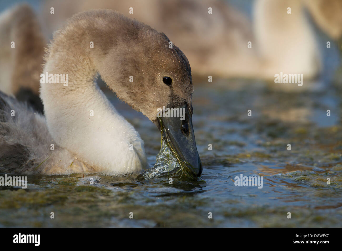 Mute Swan (Cygnus olor), eating, Scania, Sweden