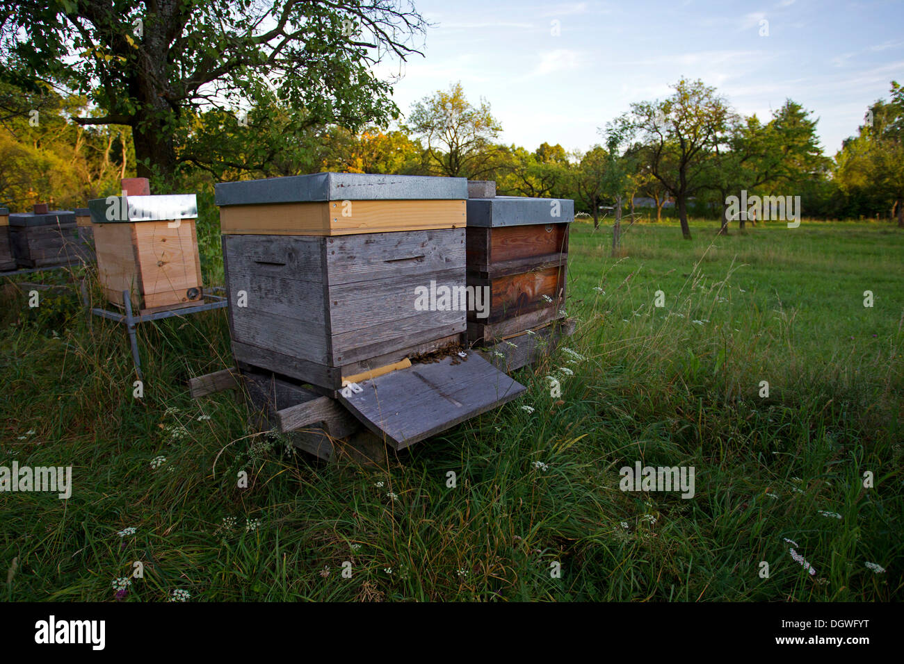 Bee hives in a meadow orchard, Thuringia, Germany Stock Photo - Alamy