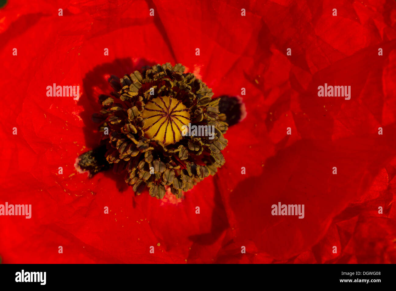 Pistil poppy papaver detail flower hi-res stock photography and images ...