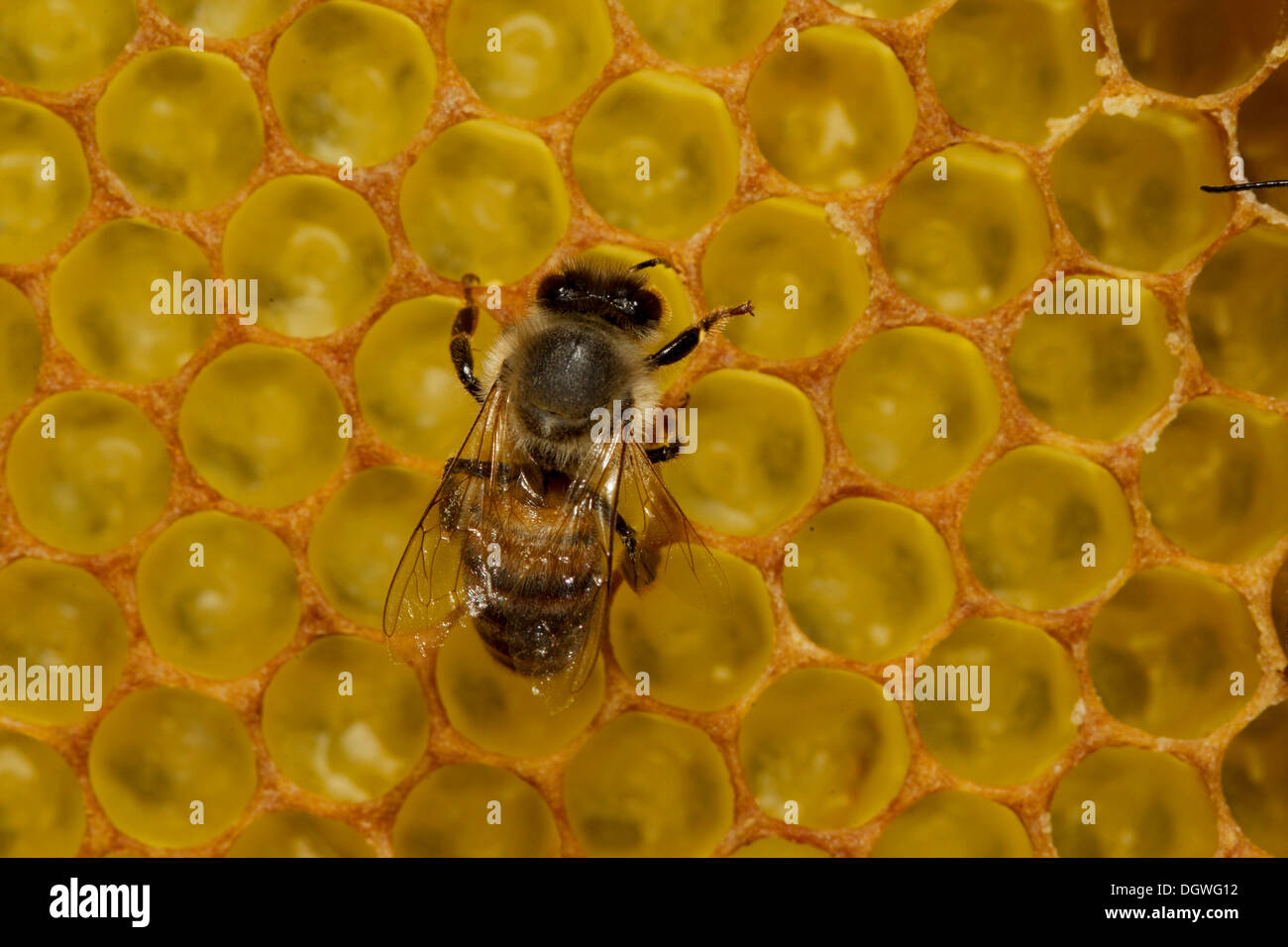 Western Honey Bee (Apis mellifera), worker on honeycomb with newly hatched larvae in brood cells, Thuringia, Germany Stock Photo