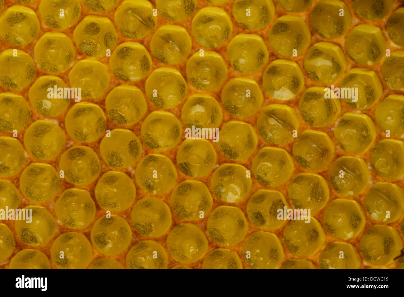 Western Honey Bees (Apis mellifera), newly hatched larvae in the brood cells of a honeycomb, Thuringia, Germany Stock Photo