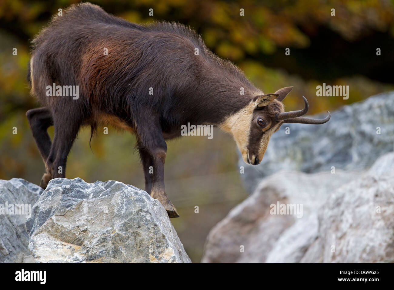 Chamois (Rupicapra Rupicapra), Innsbruck Zoo, Innsbruck, Innsbruck-Stadt District, North Tyrol, Tyrol, Austria Stock Photo