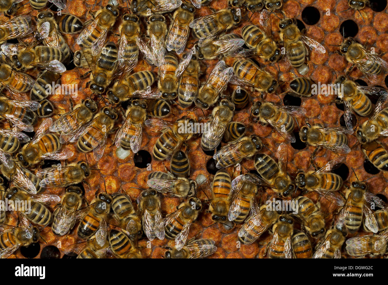 Western Honey Bees (Apis mellifera), workers on the sealed brood cells of a honeycomb, Thuringia, Germany Stock Photo