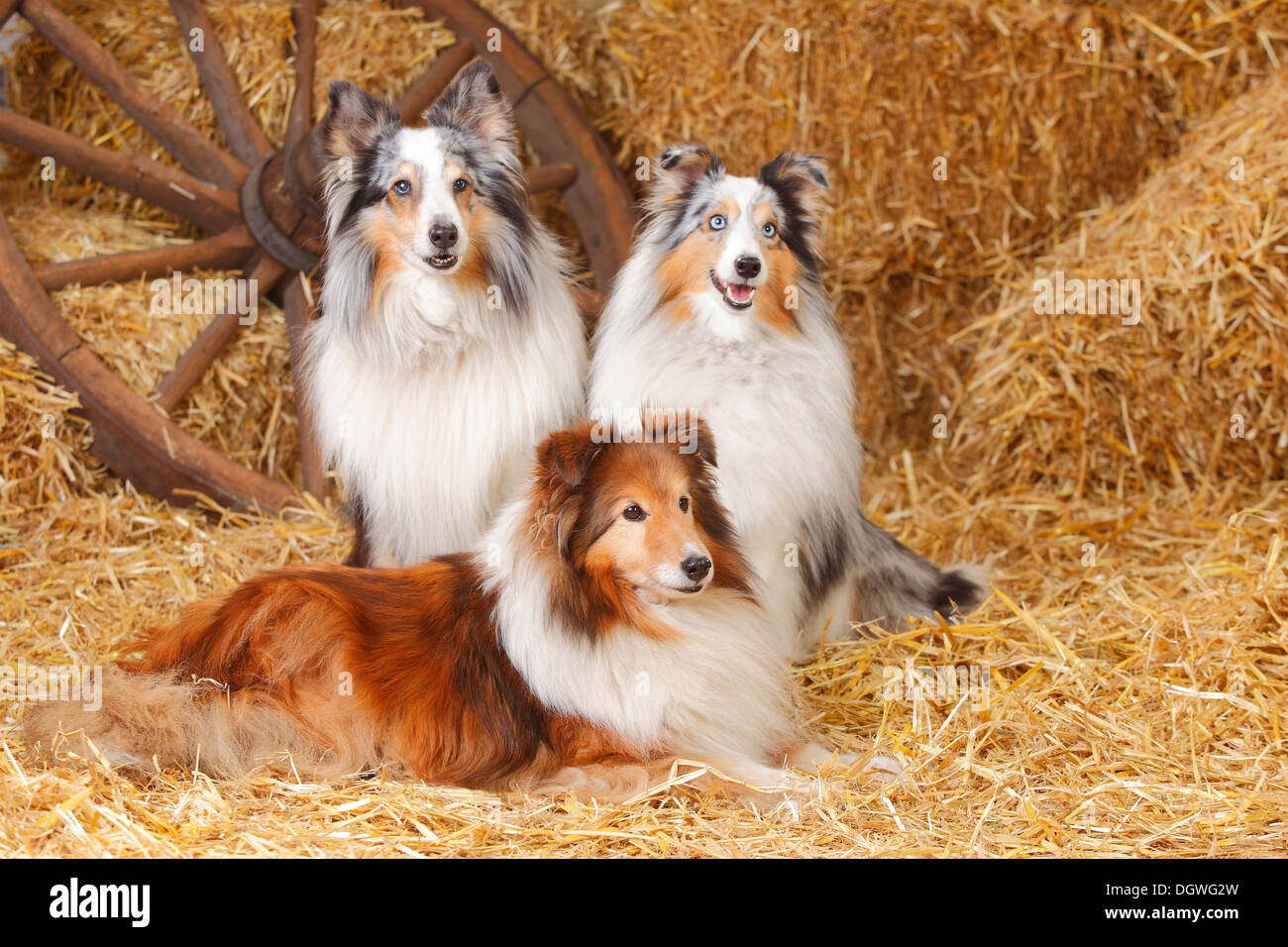 Shelties, bluemerle and sablewhite / Shetland Sheepdog Shelties