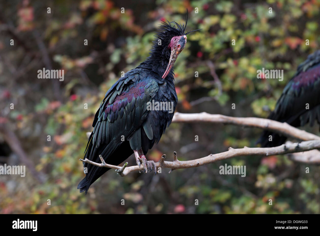 Northern Bald Ibis (Geronticus eremita), Innsbruck Zoo, Innsbruck, Innsbruck-Stadt District, North Tyrol, Tyrol, Austria Stock Photo