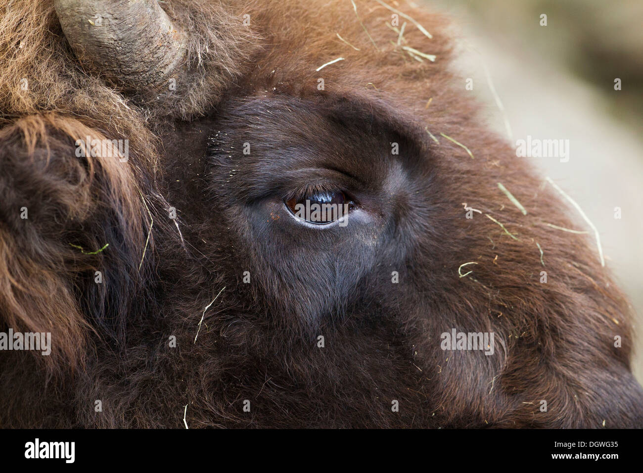 Wisent or European Bison (Bison bonasus), portrait, Innsbruck Zoo, Innsbruck, Innsbruck-Stadt District, North Tyrol, Tyrol Stock Photo