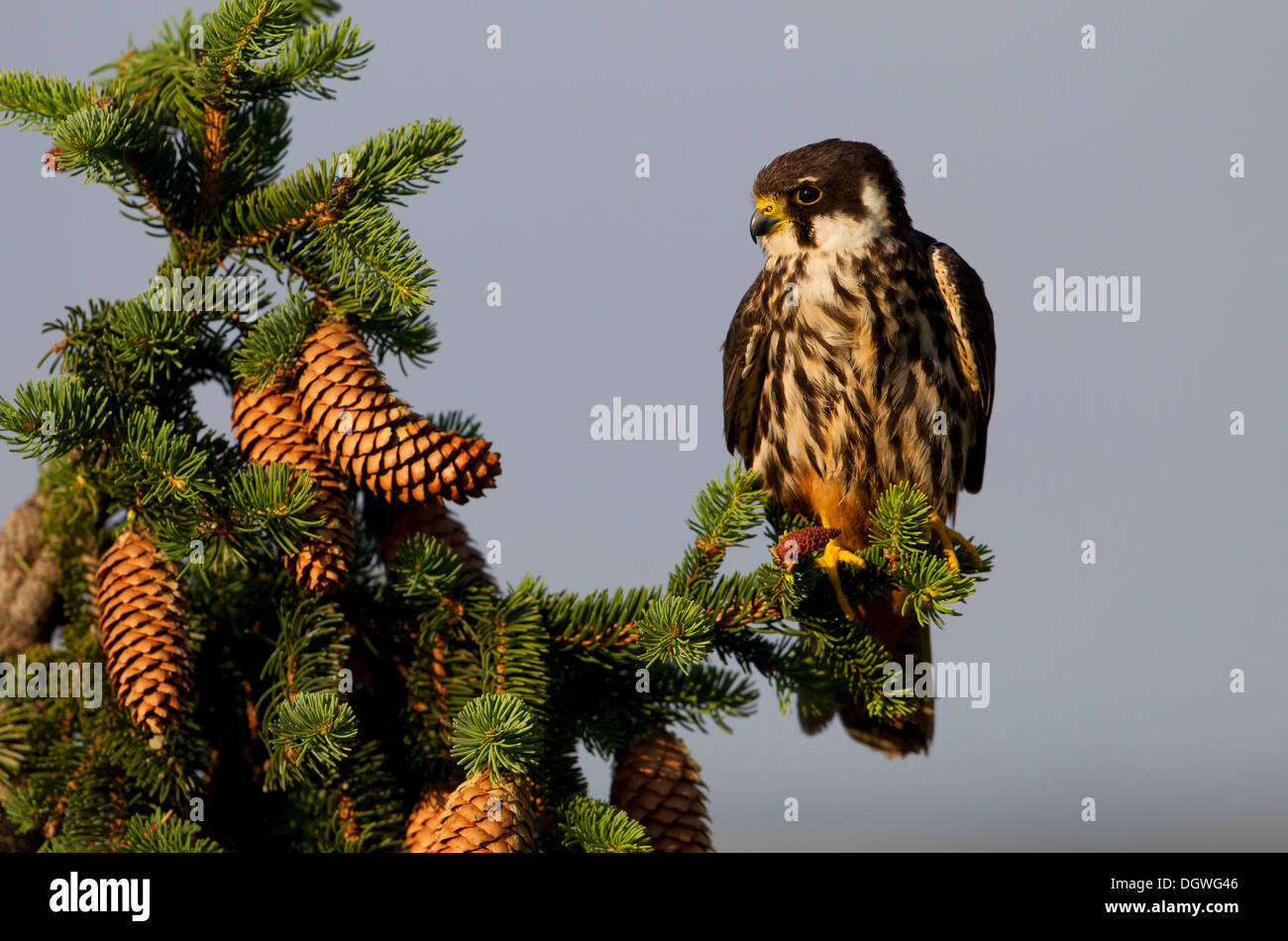 Eurasian Hobby (Falco subbuteo), Thuringia, Germany Stock Photo