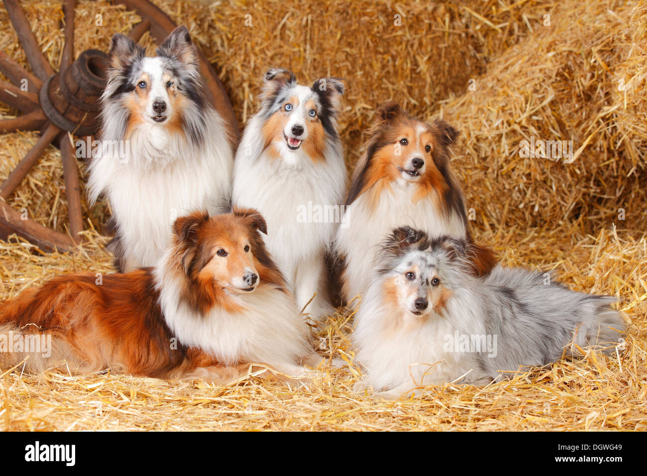 Sprog marmor Udvalg Shelties hi-res stock photography and images - Alamy