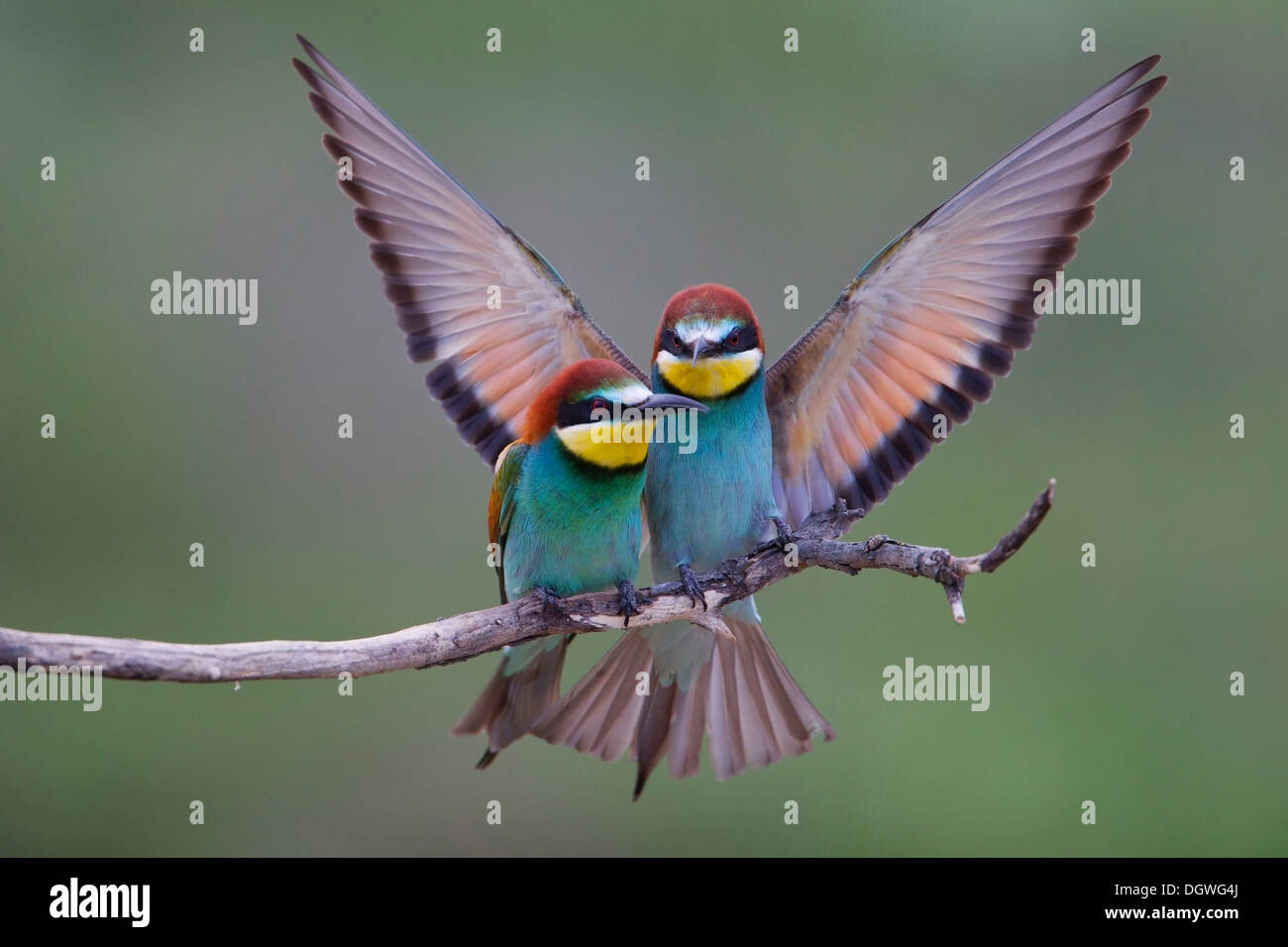 Bee-eaters (Merops apiaster), North Bulgaria, Bulgaria Stock Photo