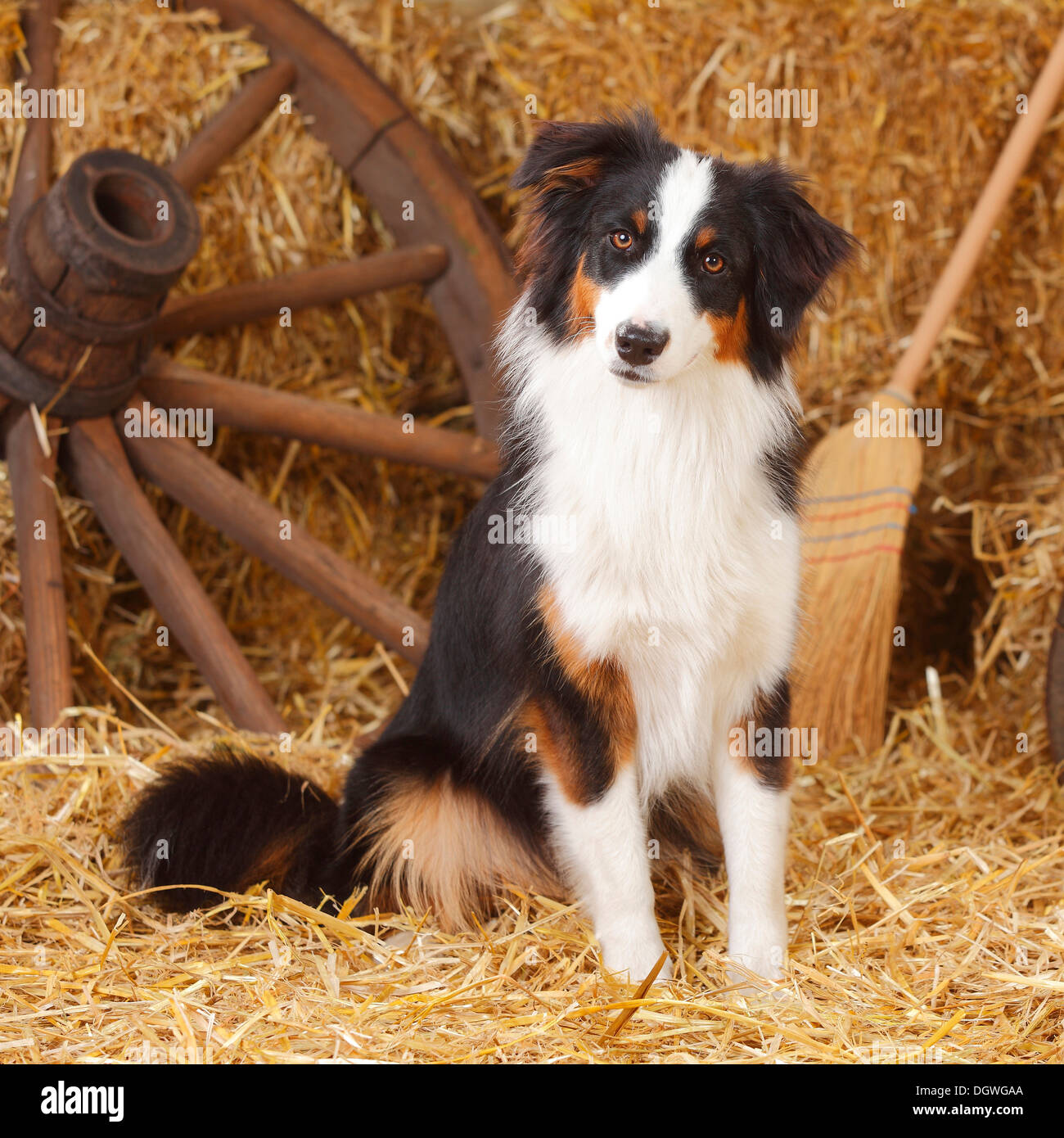 Australian Shepherd, bitch, black-tri, 10 months |Australian Stock Photo -  Alamy
