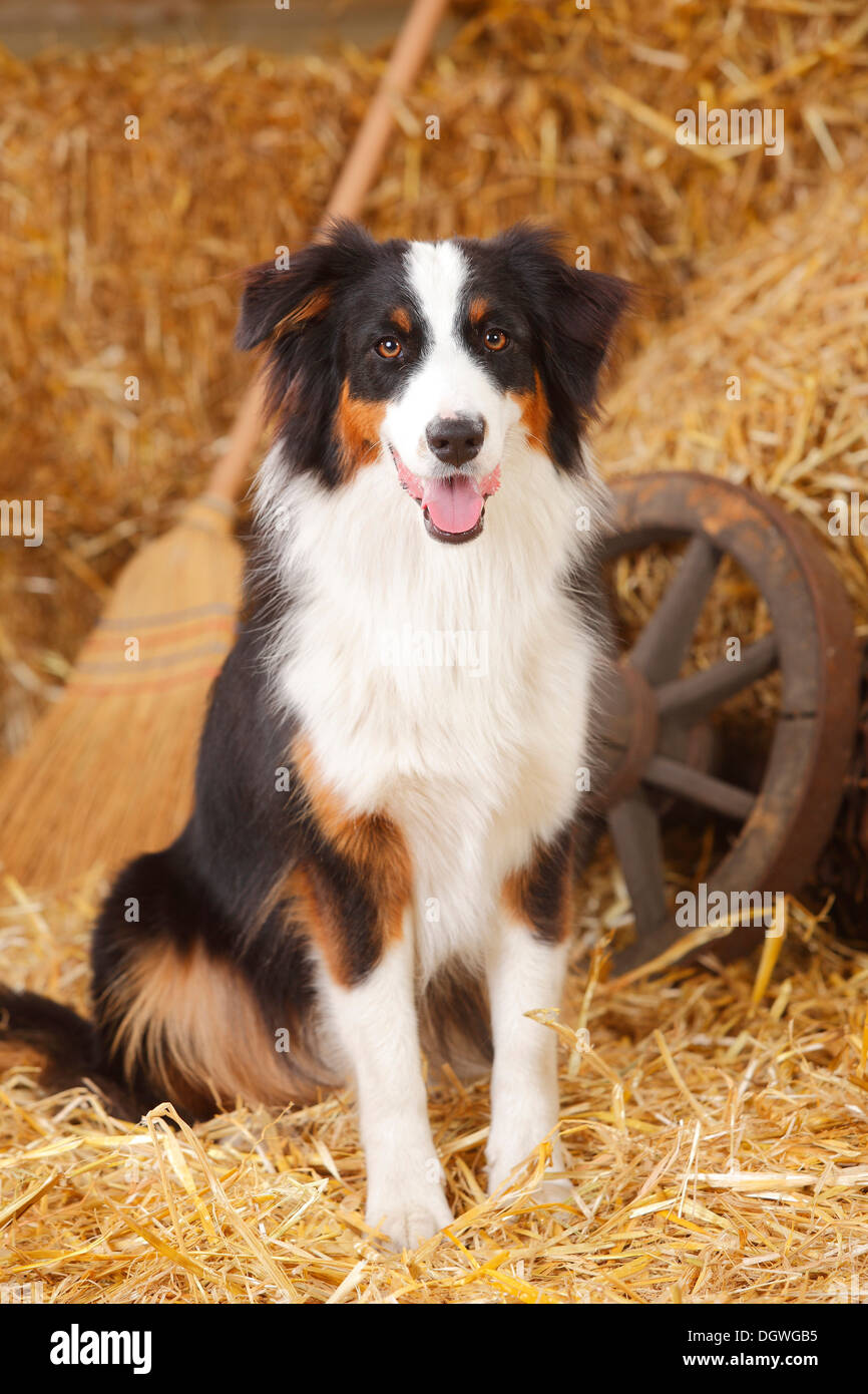 Tri black cheap aussie