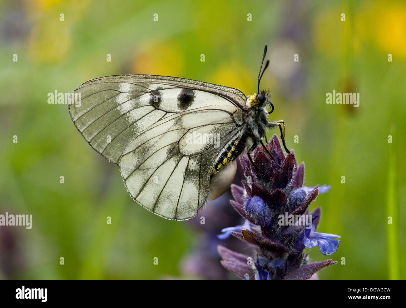 Clouded Apollo, Parnassius mnemosyne butterfly on bugle; Bulgaria. Stock Photo