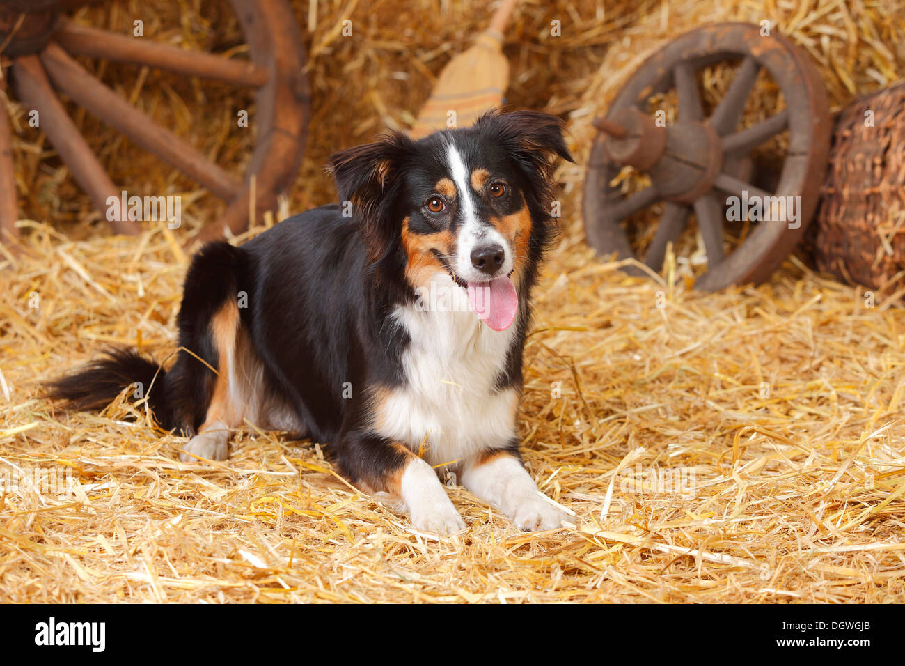 Miniature Australian Shepherd, bitch, black-tri / Mini Aussie |Miniature  Australian Shepherd, Huendin, black-tri / Mini-Aussie Stock Photo - Alamy