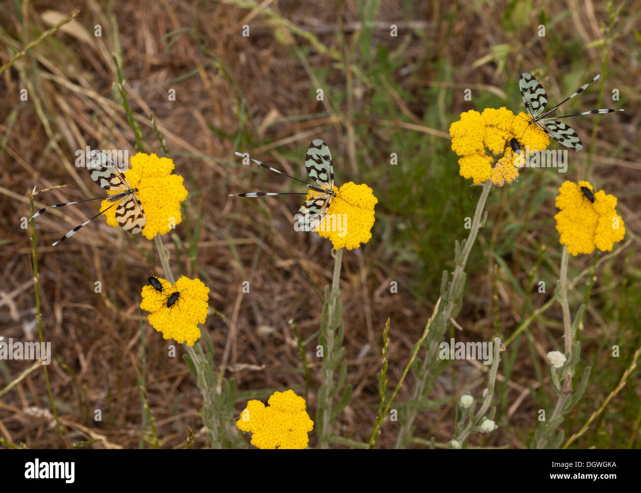 Group of 'tailed' lacewings, Nemoptera sinuata visiting Achillea flowers, Bulgaria Stock Photo