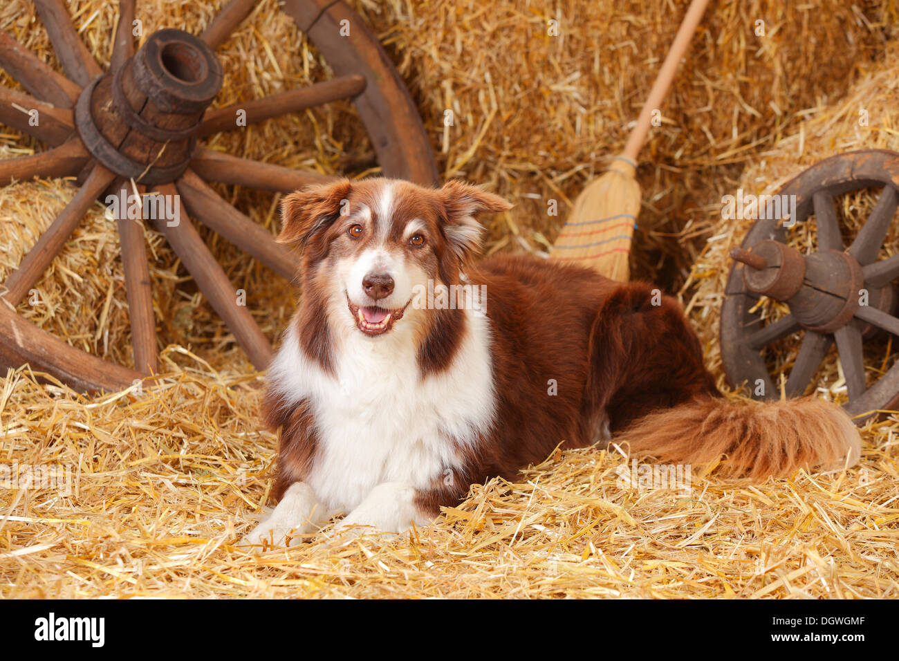 Hund Shepherd
