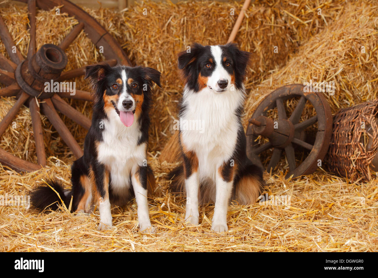 Australian Shepherd and Miniature Australian Shepherd bitches black tri Mini Aussie Stock Photo Alamy