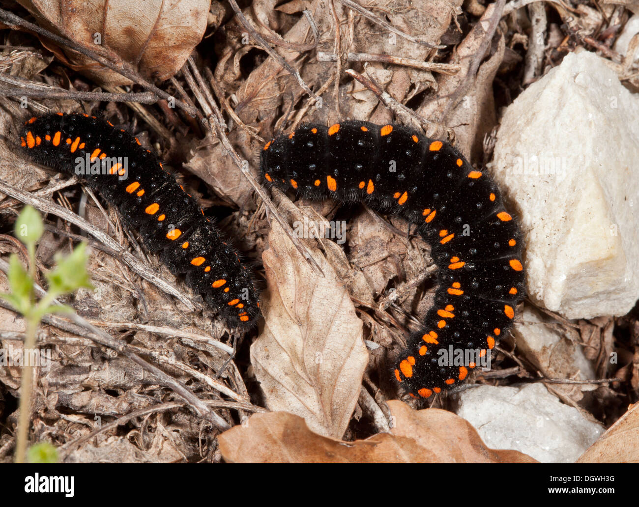 Caterpillars, or larvae, of Apollo butterfly, Parnassius apollo. Bulgaria. Stock Photo