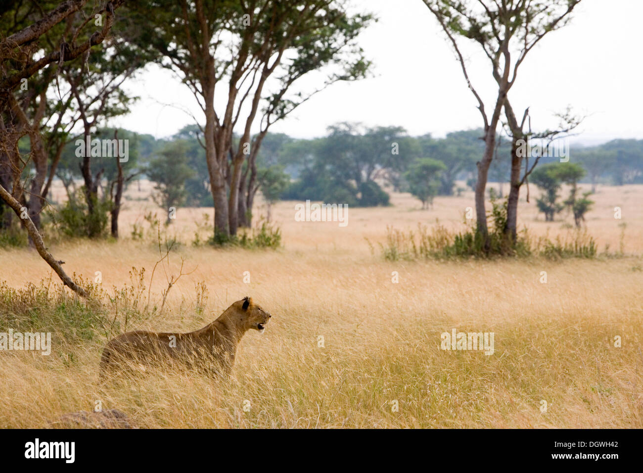 Savannah mammals hi-res stock photography and images - Alamy