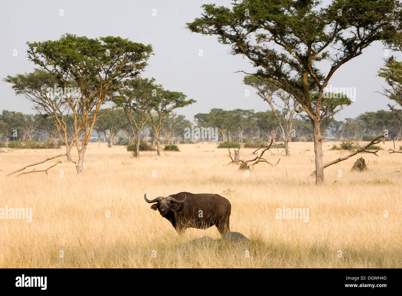 Savannah mammals hi-res stock photography and images - Alamy