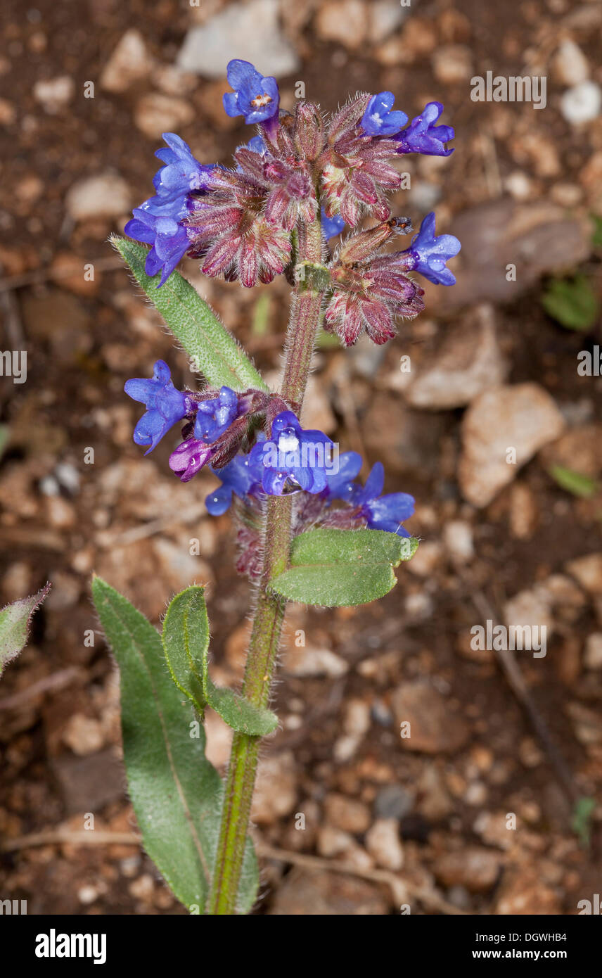 Common Anchusa officinalis in flower. Bulgaria Stock Photo Alamy