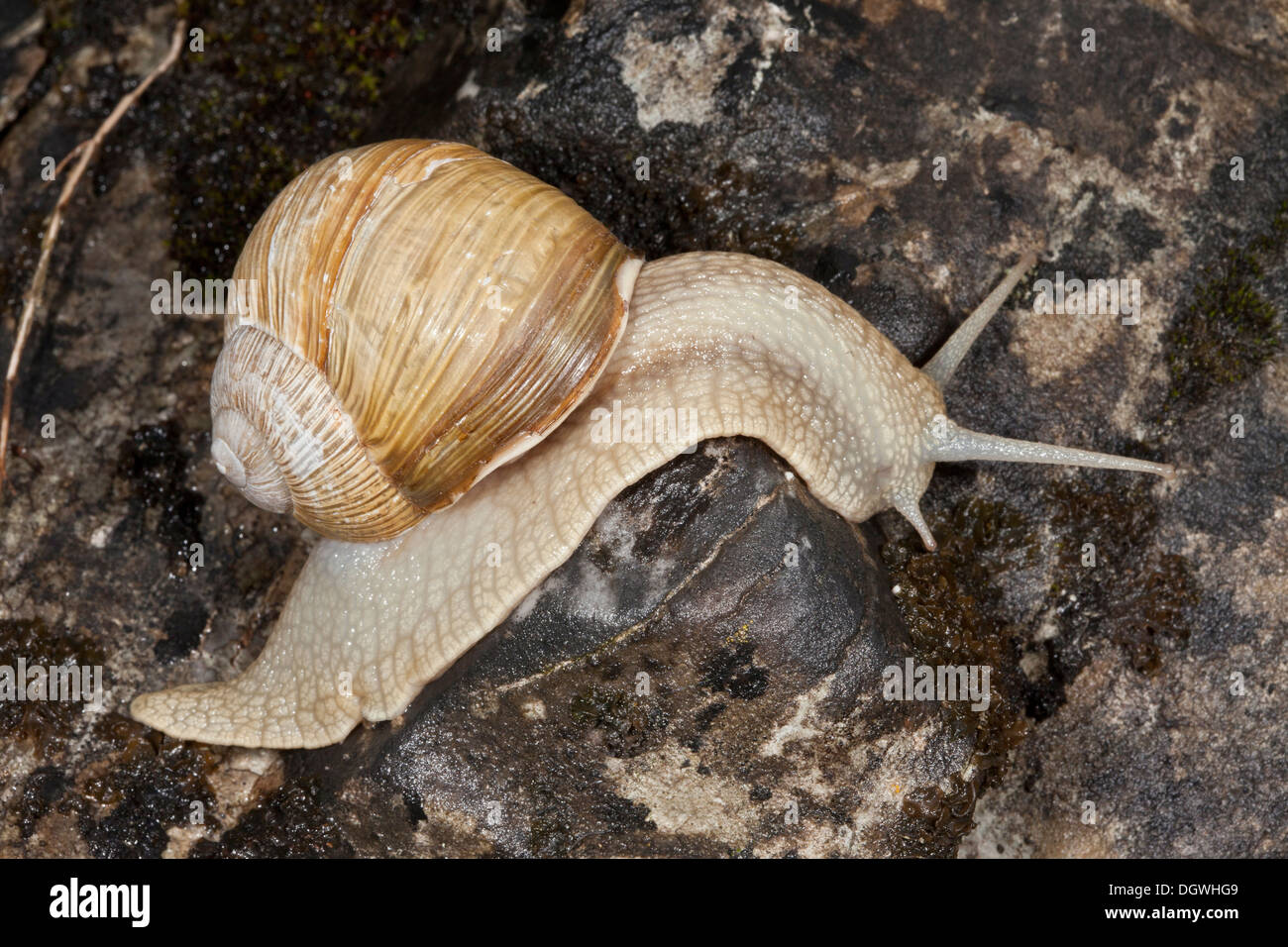 Roman Snail / Edible snail, Helix pomatia Stock Photo Alamy