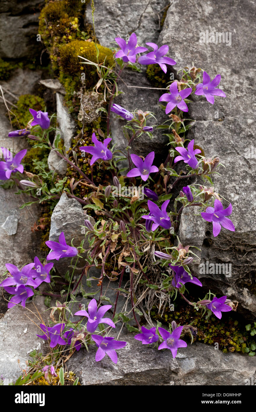A rock bellflower Campanula lanata, Triglav Gorge, Bulgaria Stock Photo
