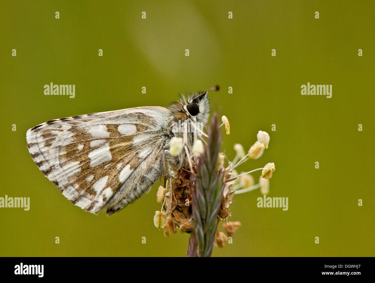 Olive Skipper, Pyrgus serratulae roosting on plantain in cold weather. Bulgaria. Stock Photo