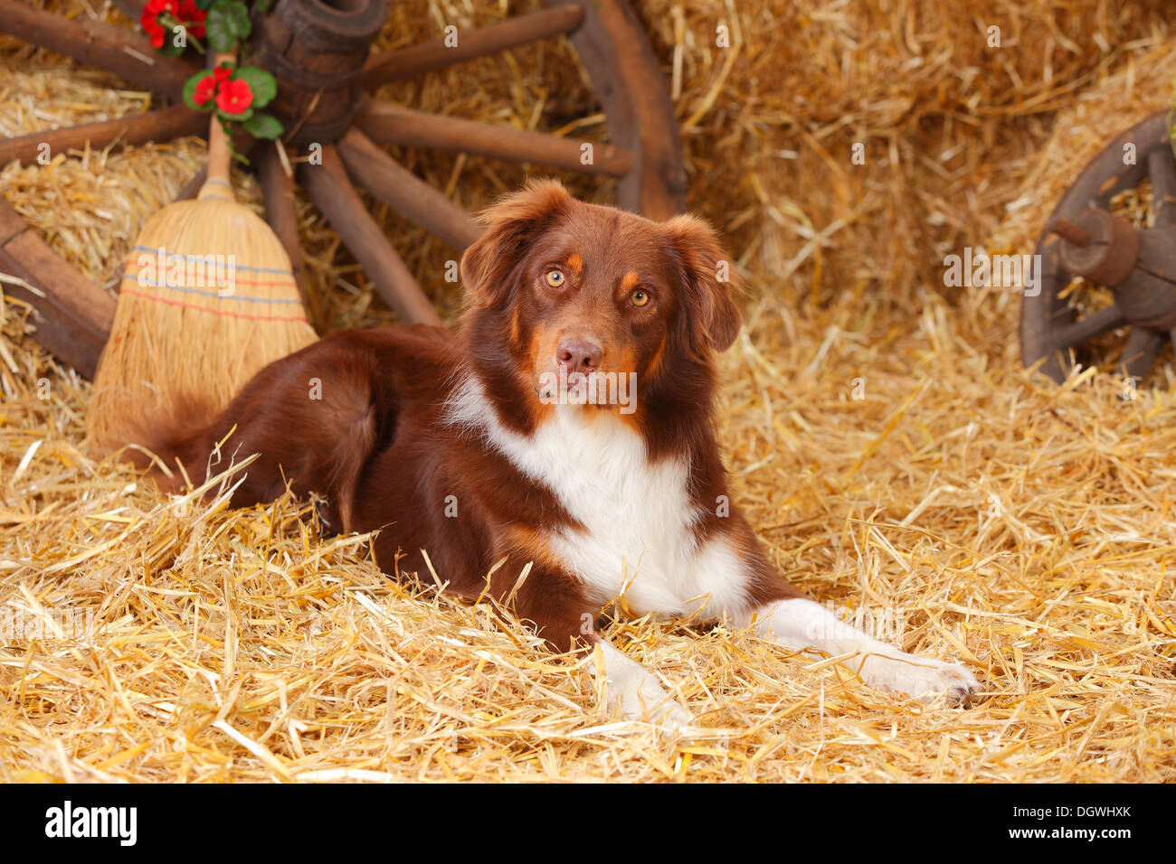 Australian Shepherd, male dog, red-tri |Australian Shepherd, Ruede, red-tri Stock Photo