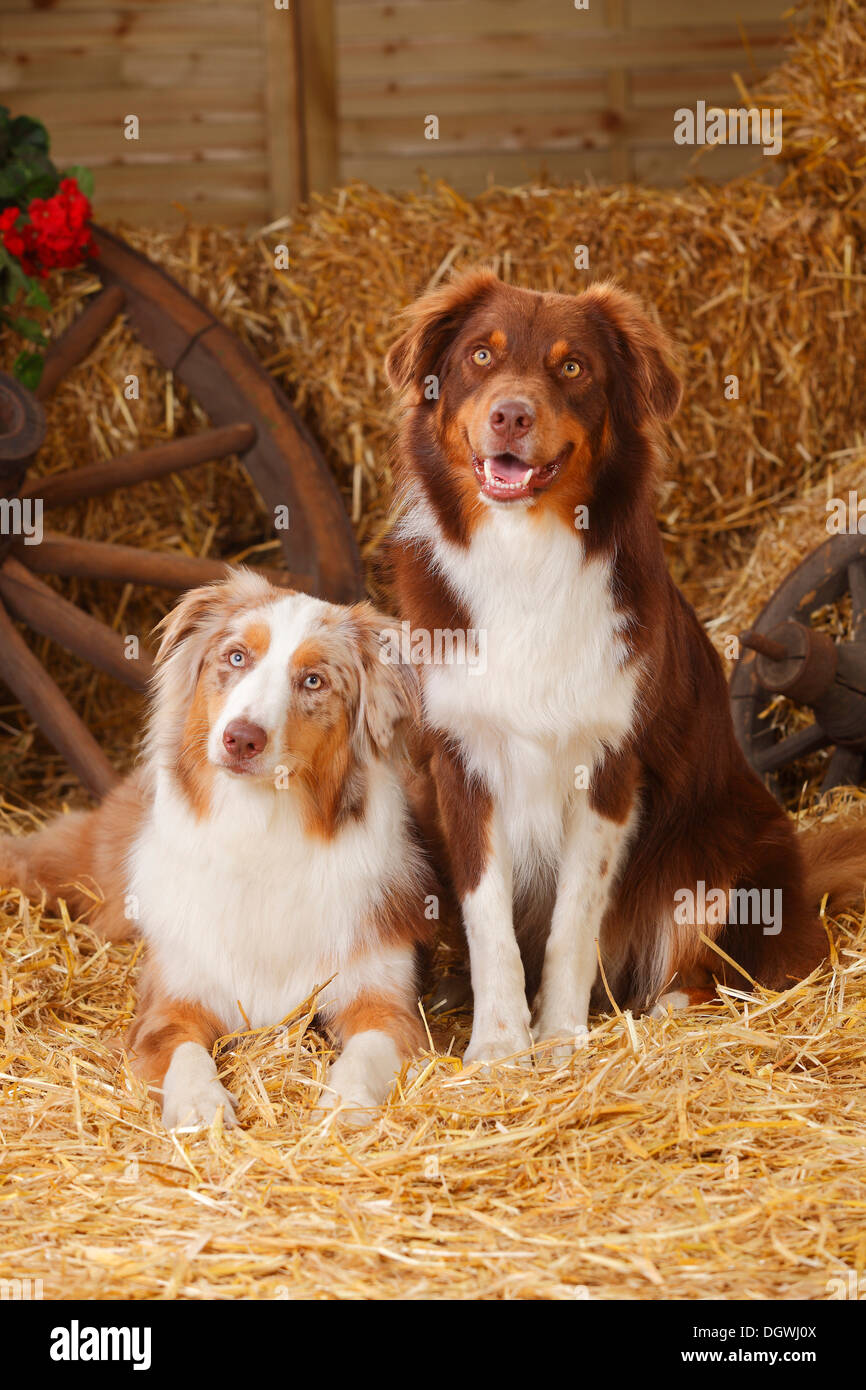 310+ Red Merle Aussie Stock Photos, Pictures & Royalty-Free Images