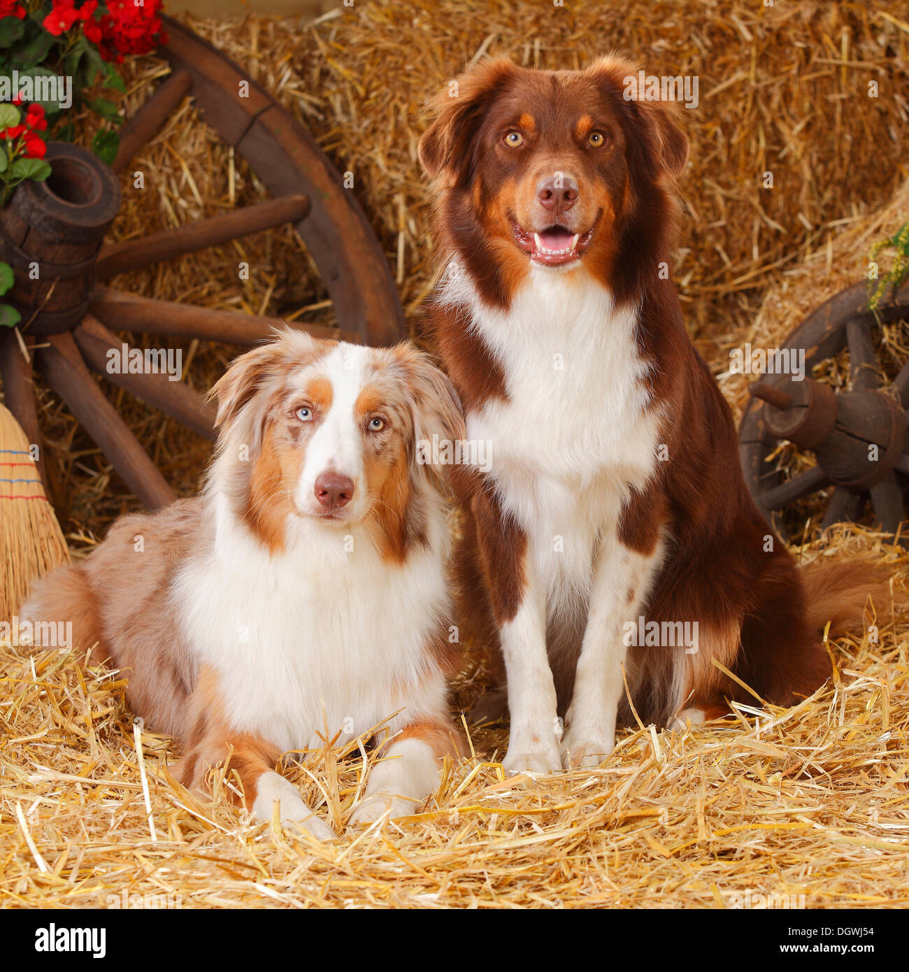 Australian Shepherd, male dogs, red-tri and red-merle |Australian Stock  Photo - Alamy
