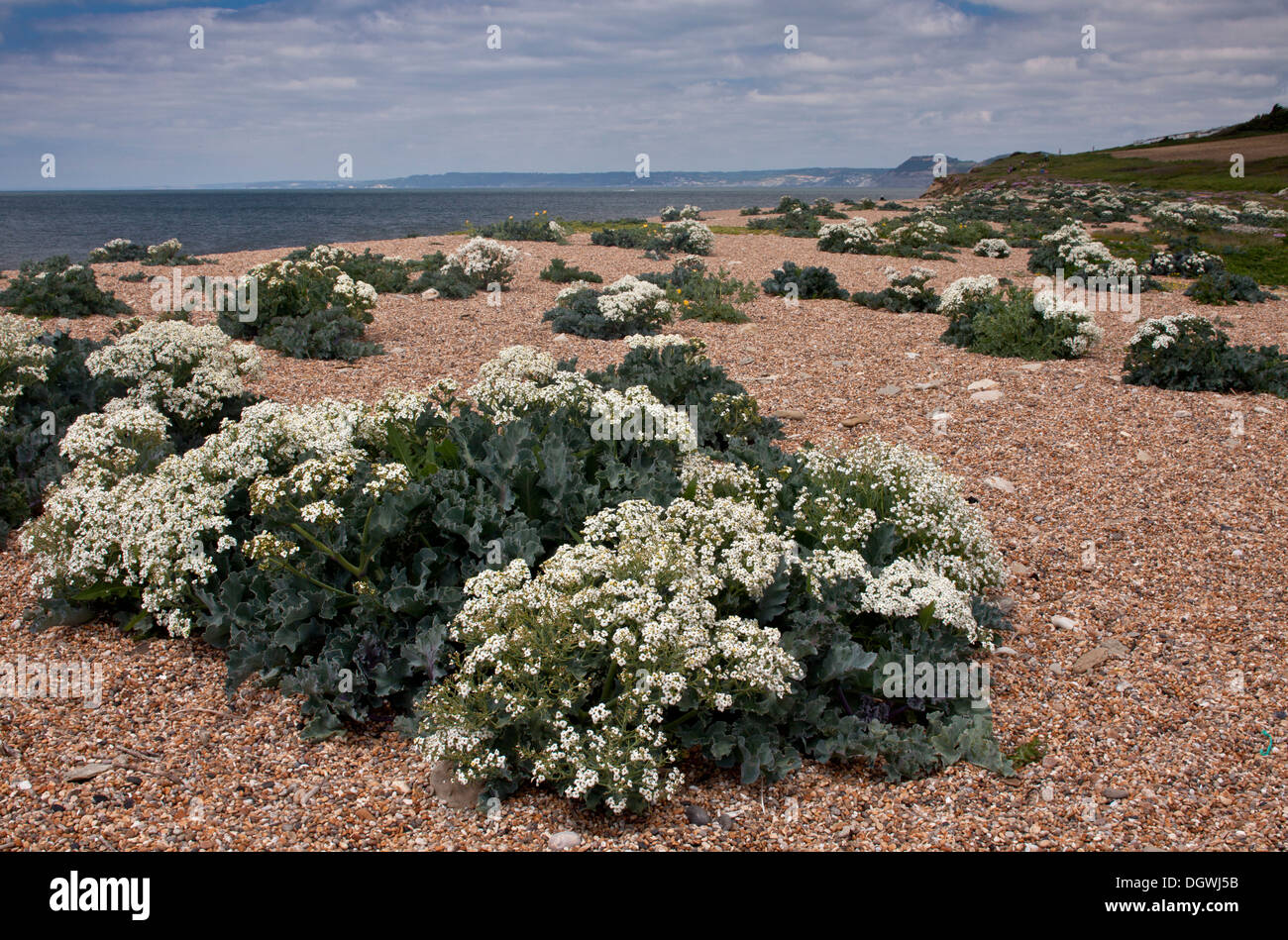 Sea Kale on Cogden Beach part of Chesil Beach shingle bank with