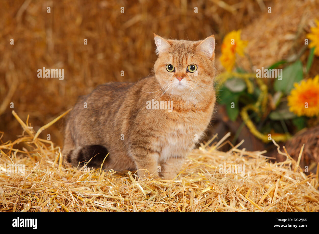 British Shorthair Cat, female |Britisch Kurzhaar, weiblich Stock Photo