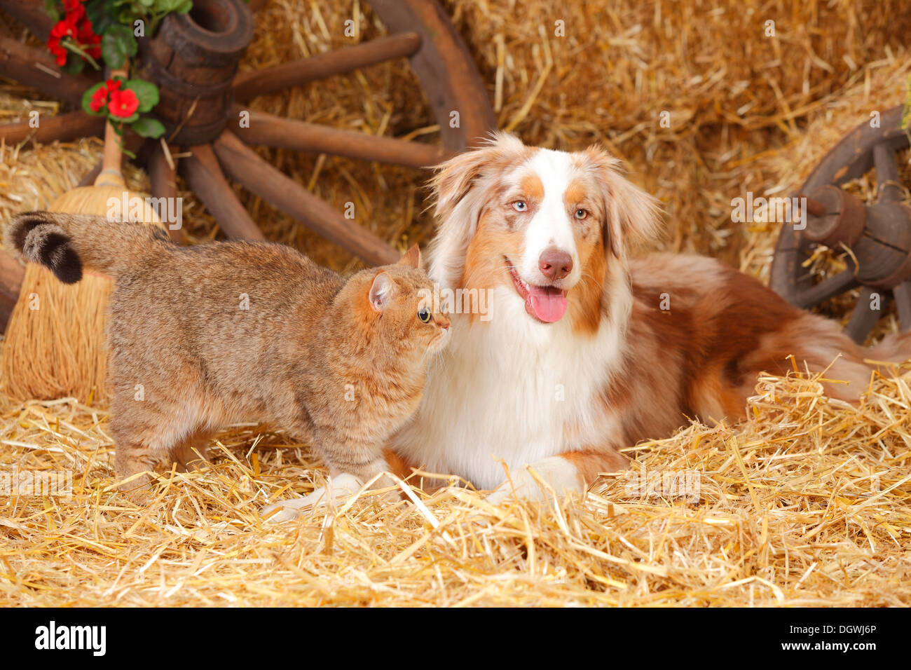 British Shorthair Cat, female, and Australian Shepherd, male dog, red-merle Stock Photo